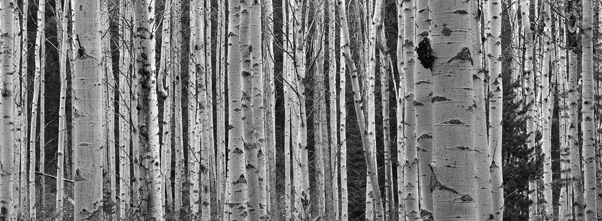 Alberta Aspen BW Lienzo