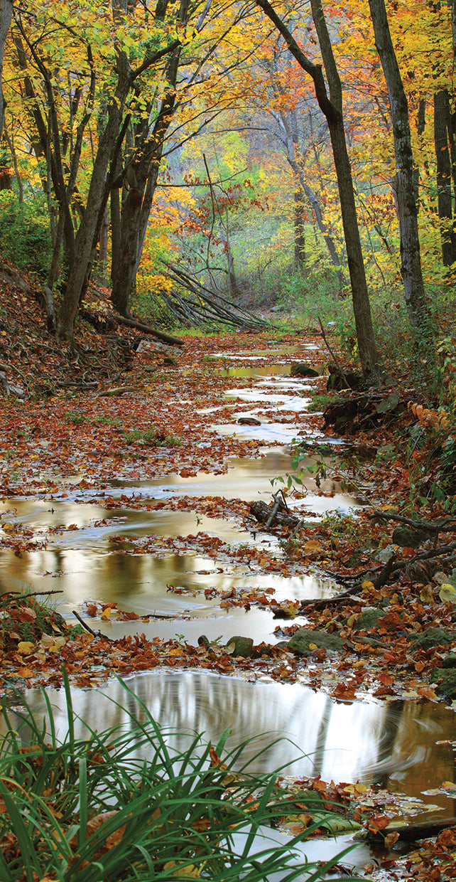 Wisconsin Fall Forest