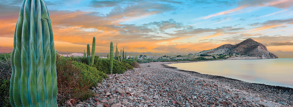 Cactus de guijarros con playas Lienzo