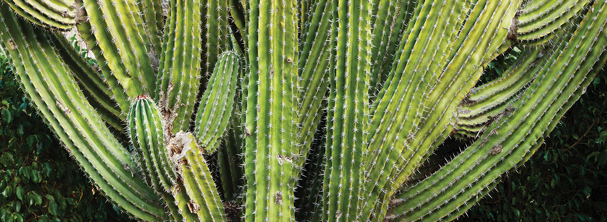Buscando cactus afilado Lienzo
