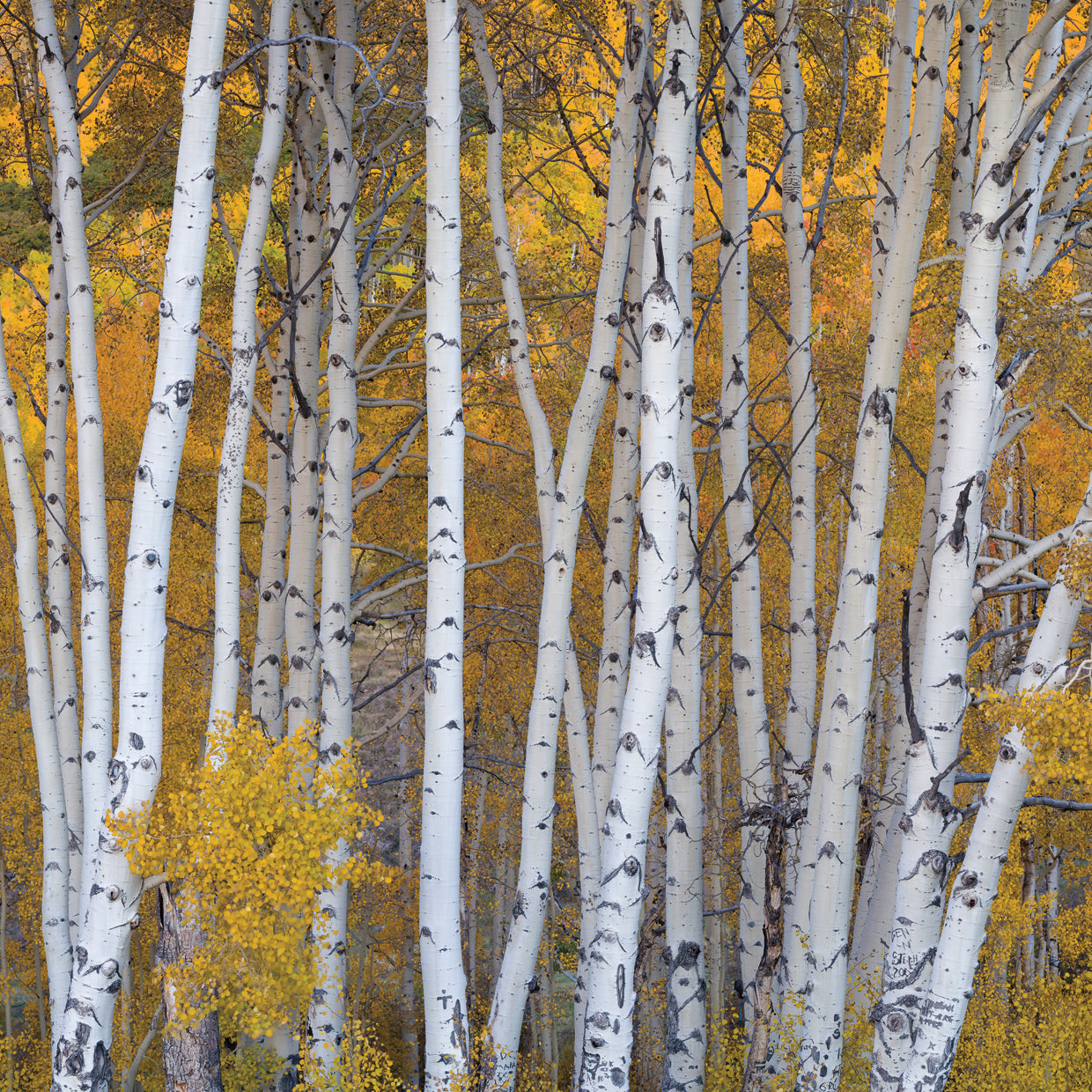 Boulder Mountain Aspens