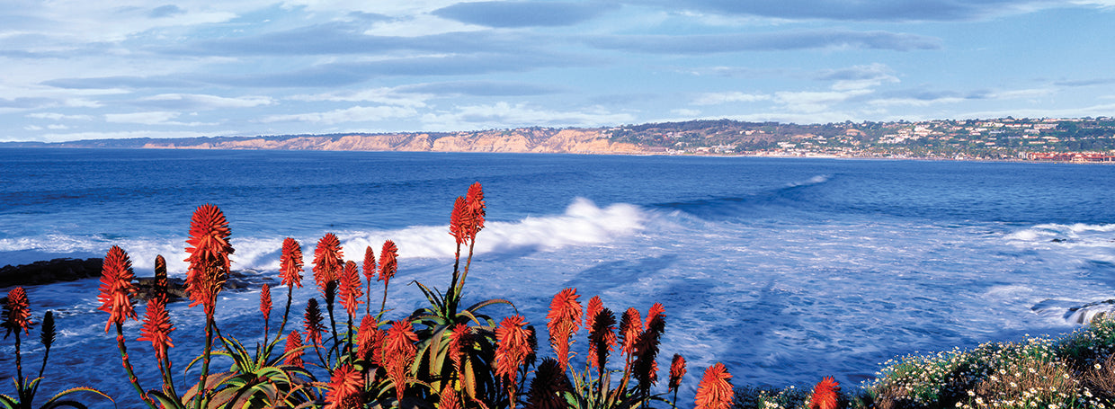 Flores silvestres rojas de playa Lienzo