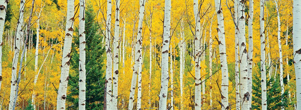 Canyon Trail Aspen Grove