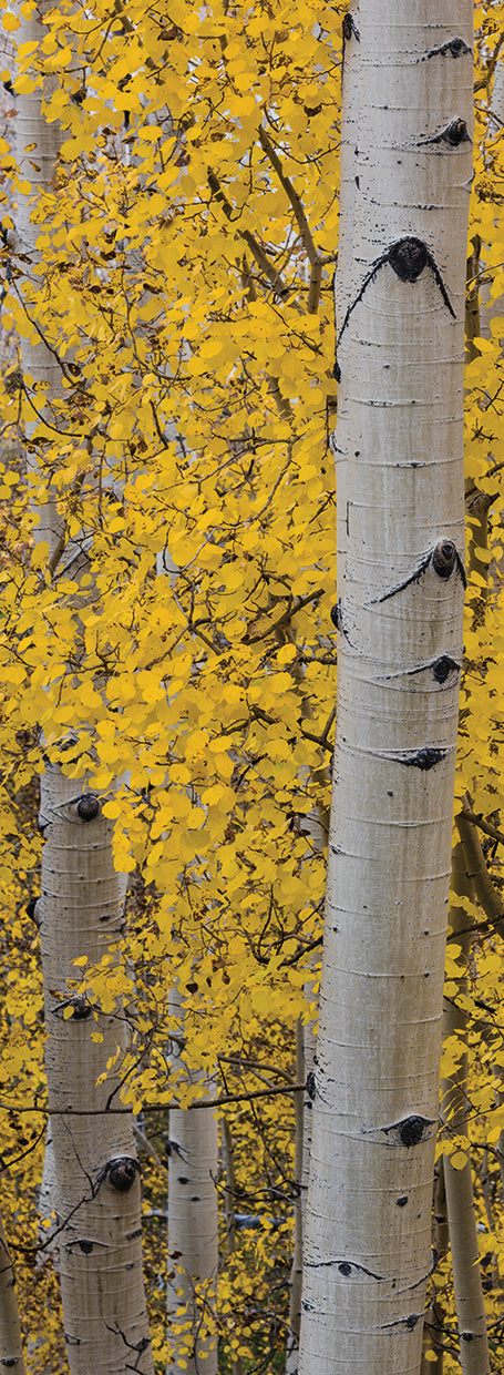 Dixie Forest Aspen Grove