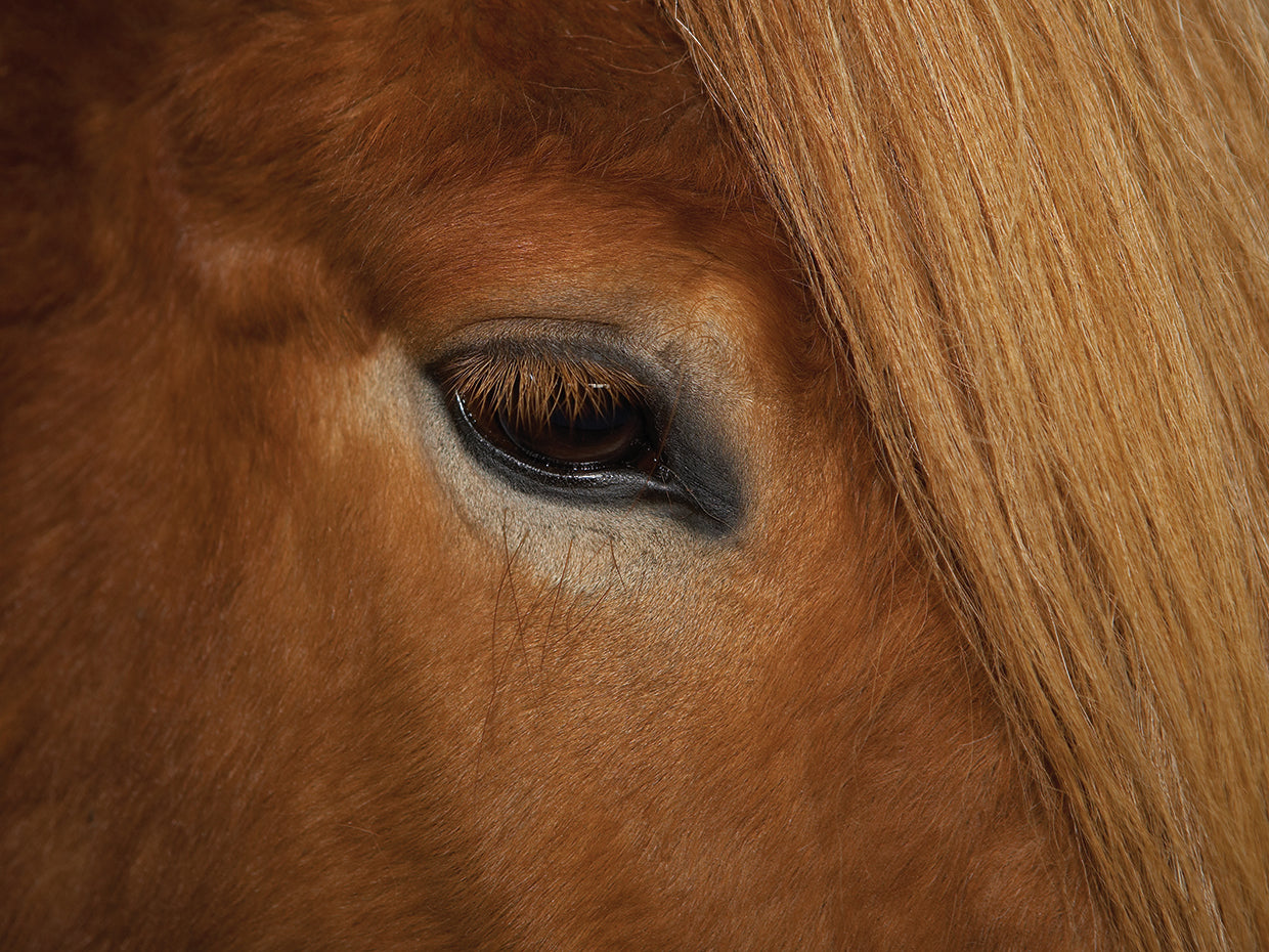 Sweet Eyes Iceland Horse
