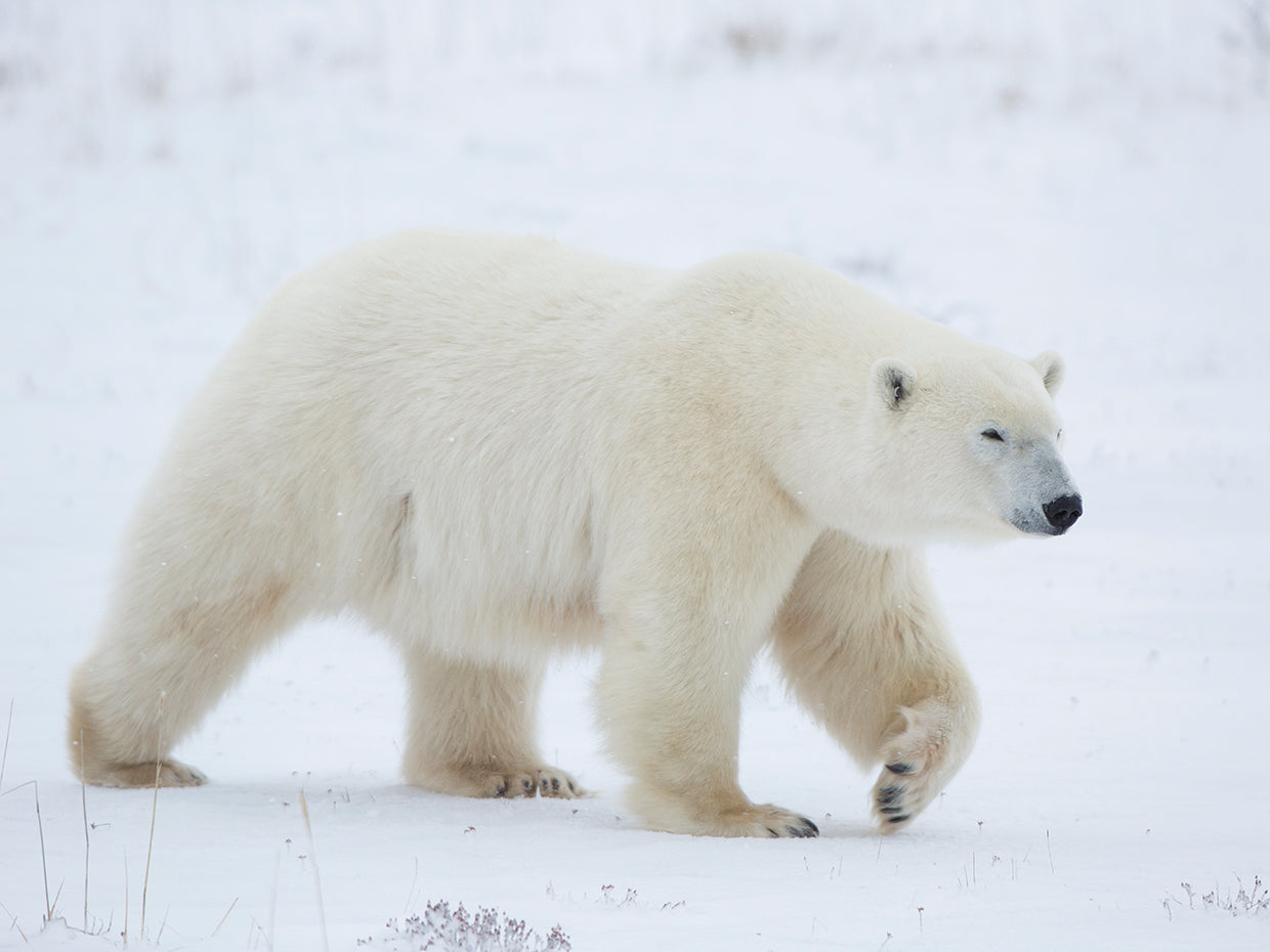 Oso polar de patas grandes Lienzo