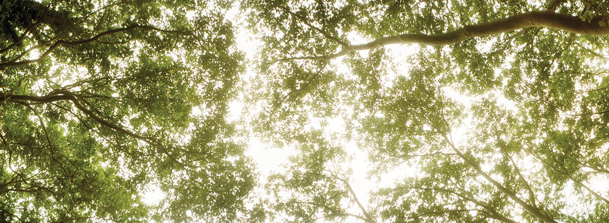 Bosque de Sunny Tops Lienzo