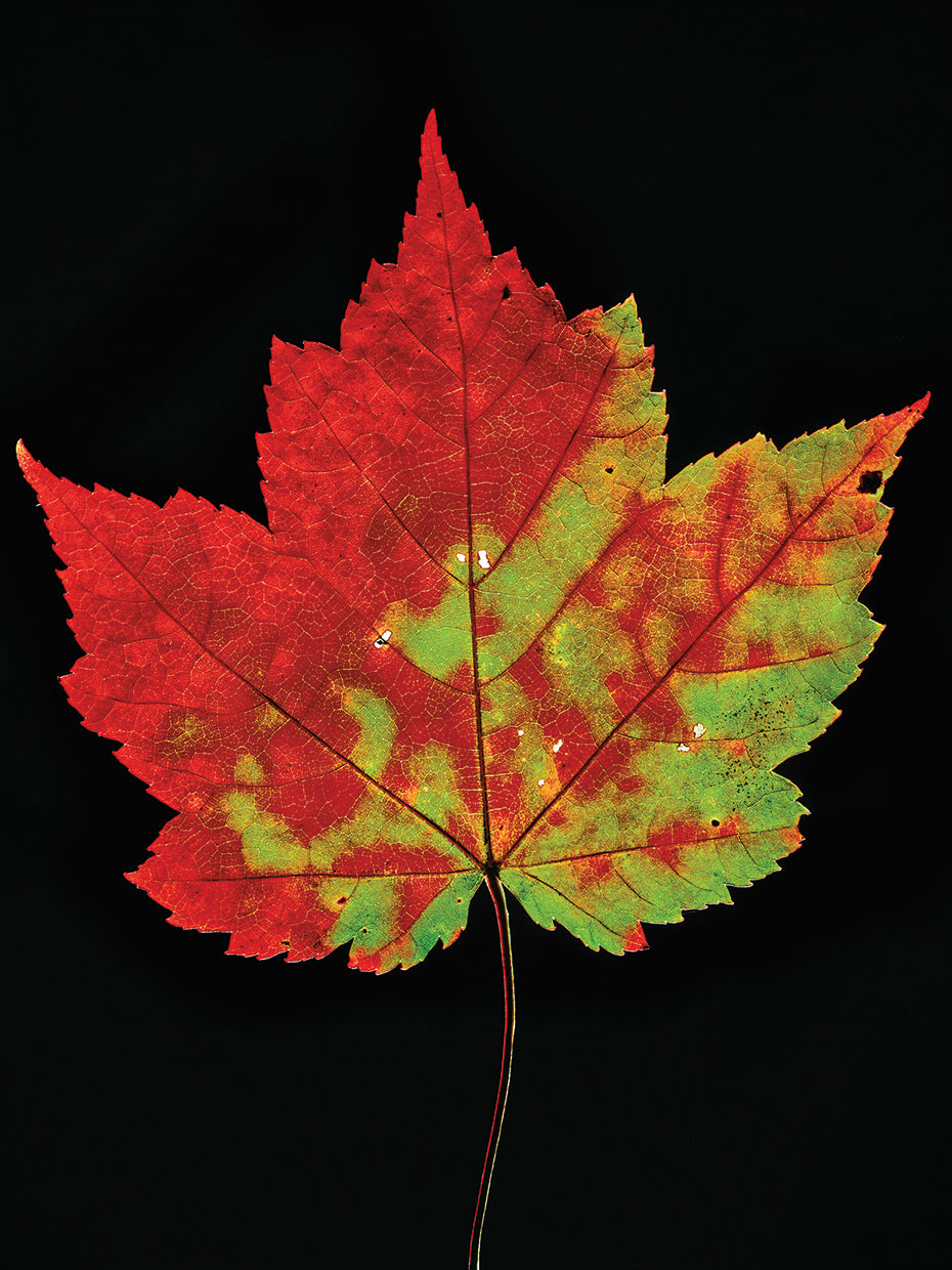 Autumn Colors Maple Leaf