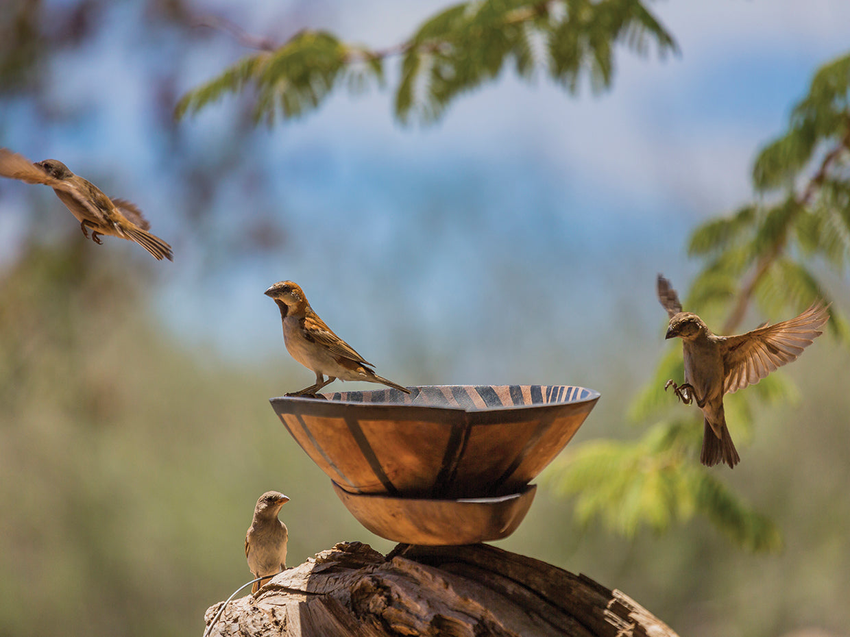 African Bird Bath