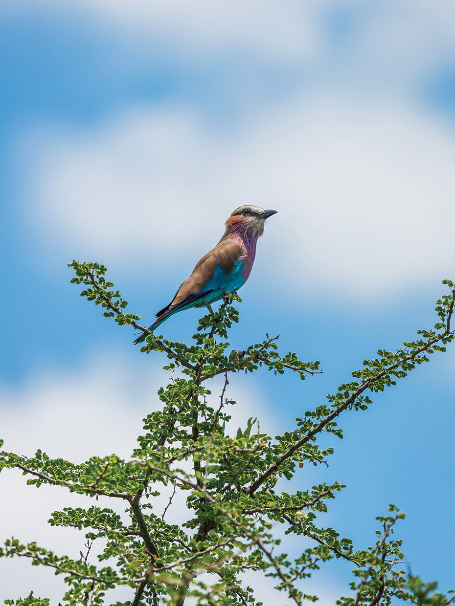 Pájaro azul de la copa de los árboles Lienzo