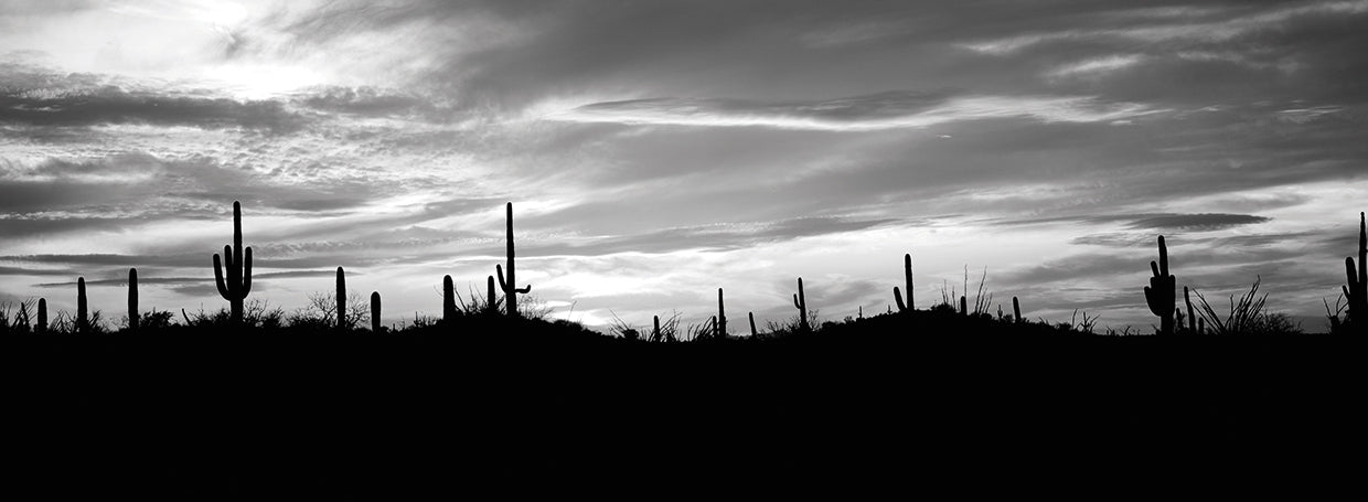 Cacti on the Horizon