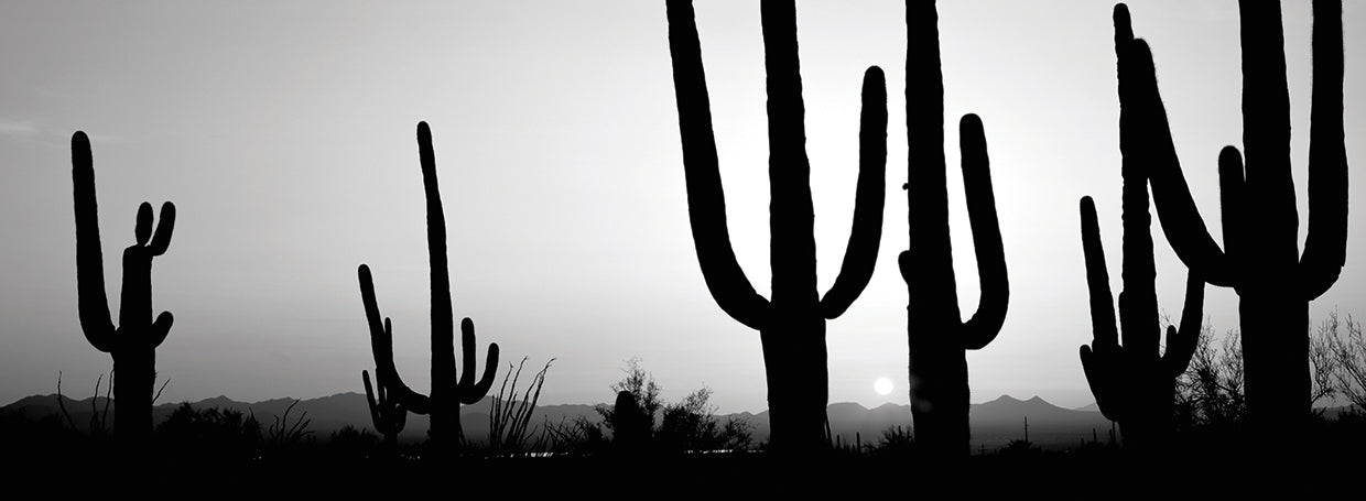 Tuscon Desert Cactus