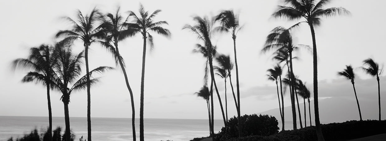 Evening Breezes Palms