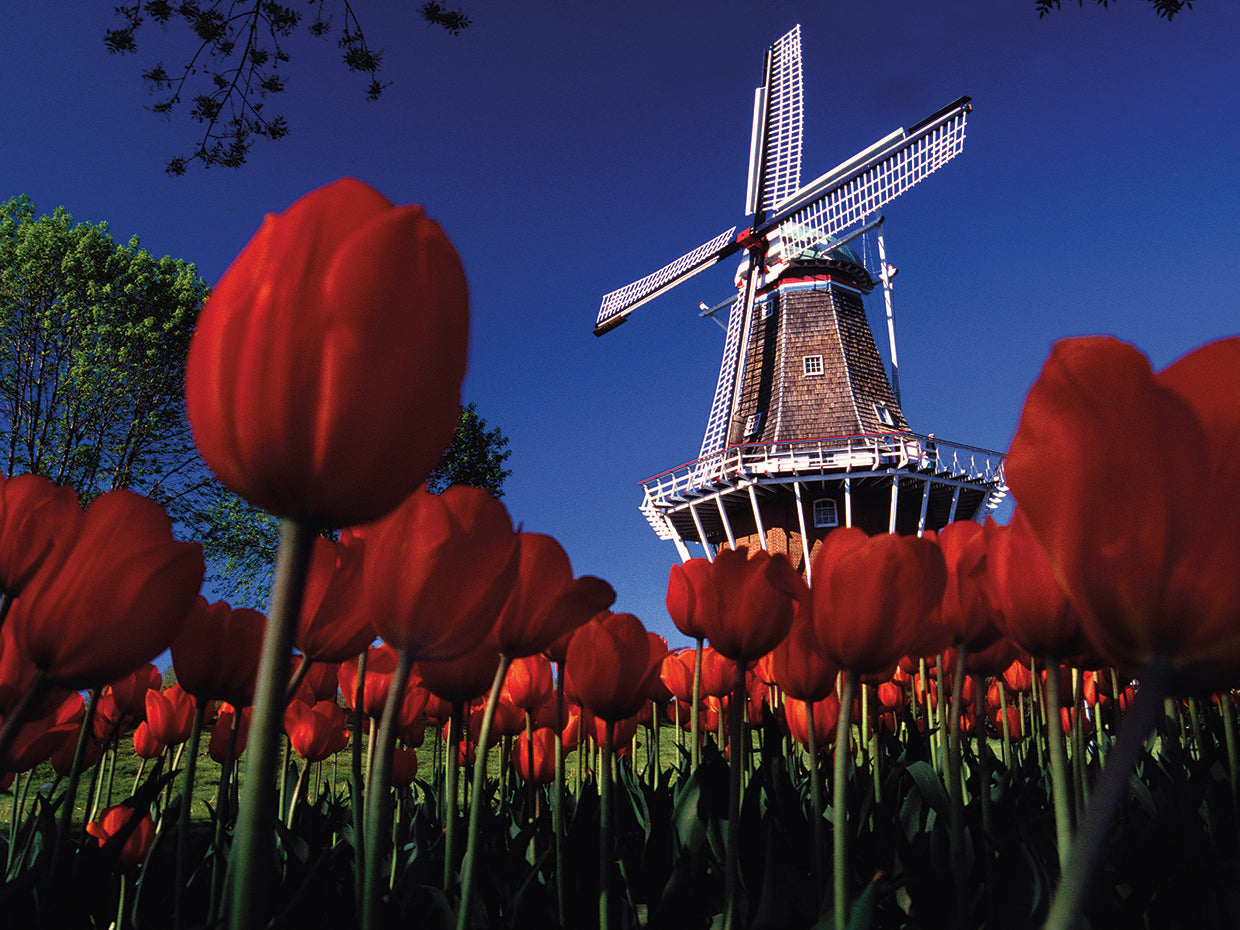 Holland Michigan Tulips