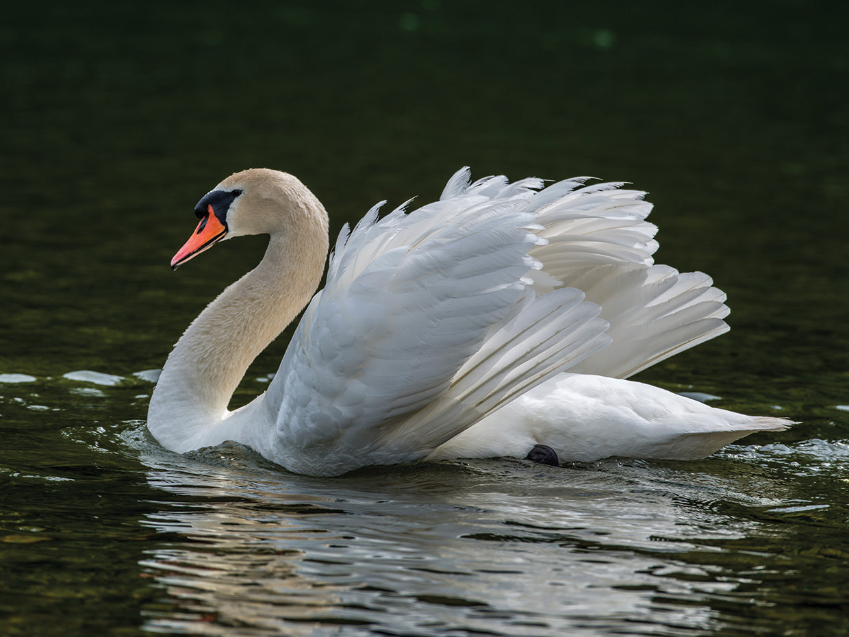 Serene Swan Lake