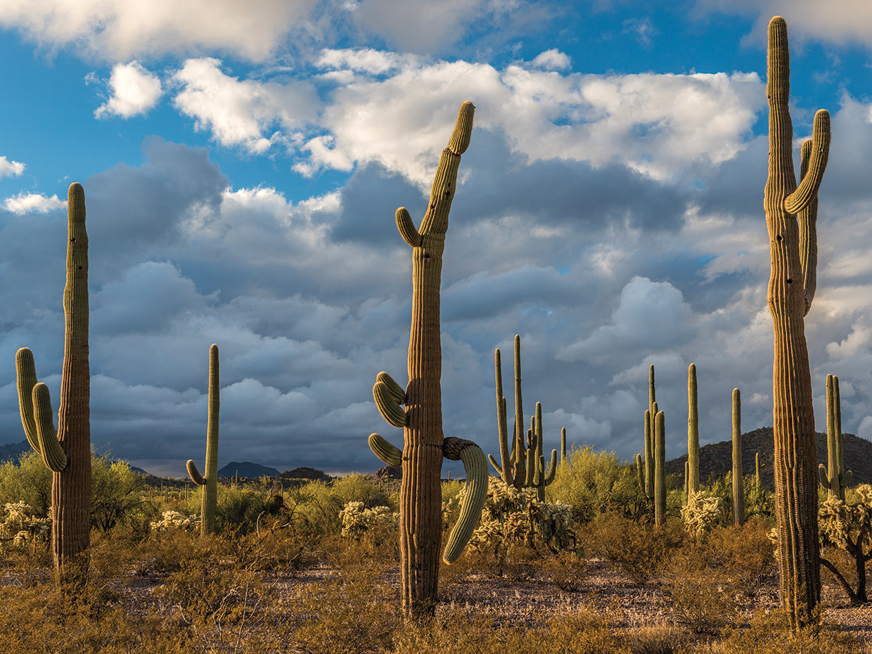 Monumento del cactus de Arizona Lienzo