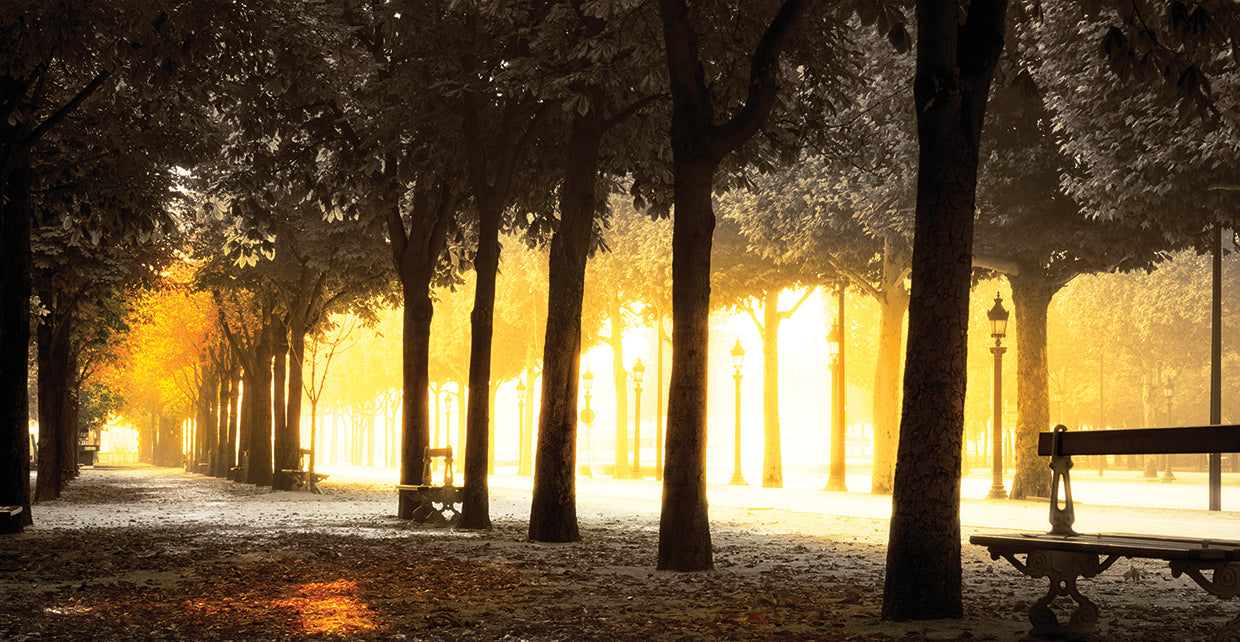 Champs Elysees Paris Trees