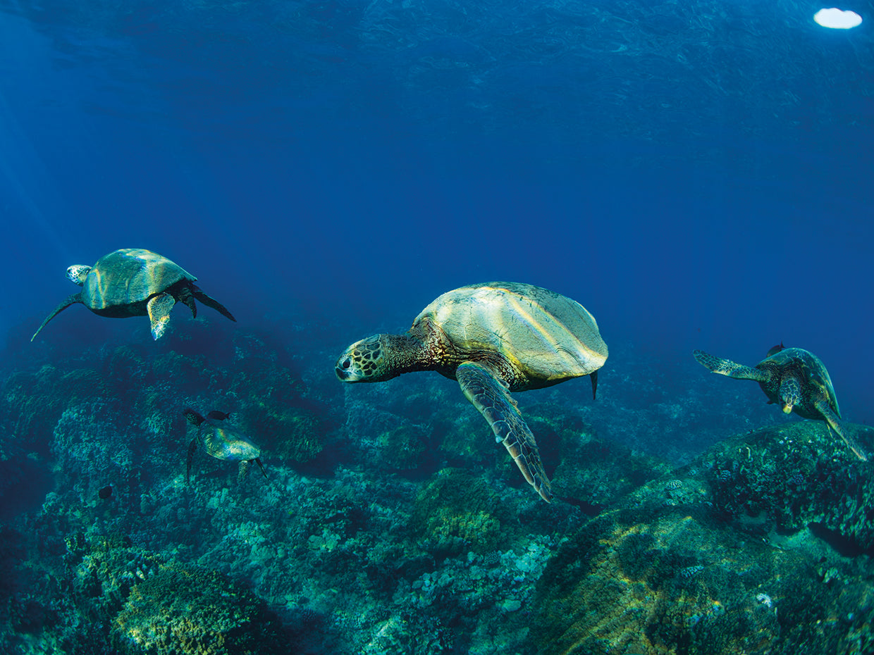 Tortugas marinas de arrecife de coral Lienzo