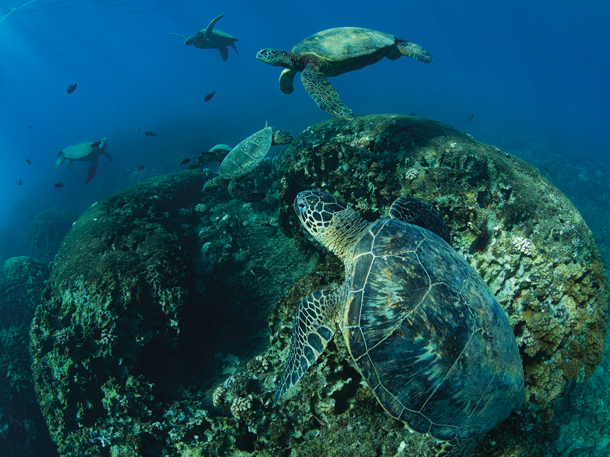 Tortugas marinas verdes del Pacífico Lienzo