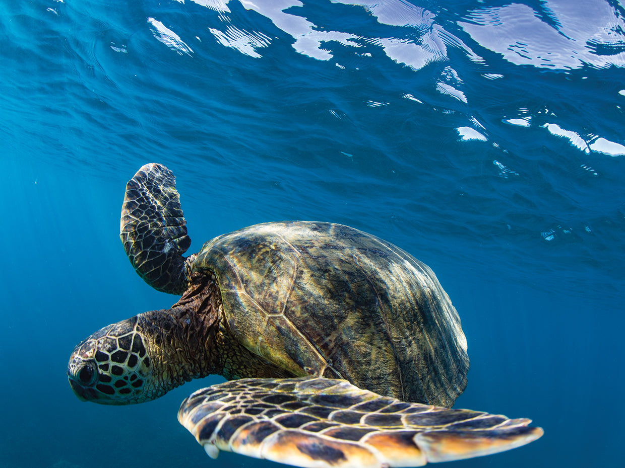 Nado con tortugas de arrecife en Hawái Lienzo