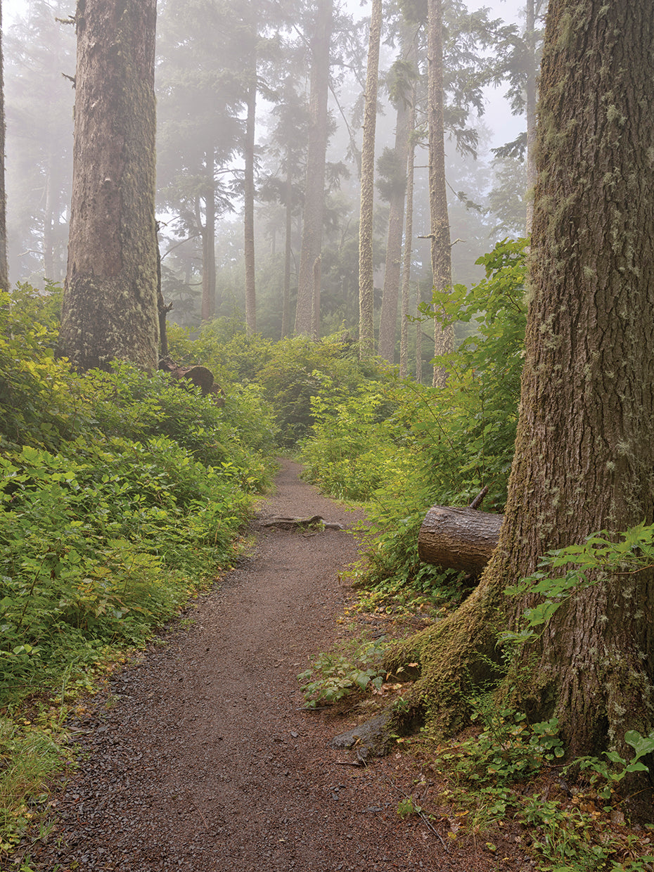 Bosque de niebla costa de oregon Lienzo