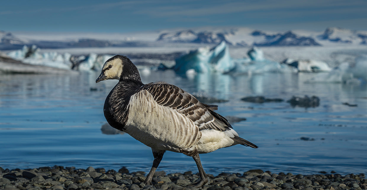 Ganso glacial Islandia Lienzo