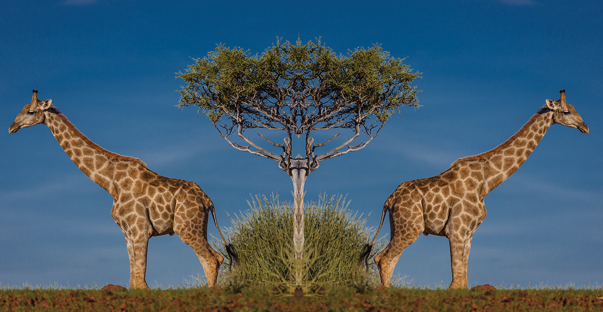Gemelos de jirafa africana Lienzo