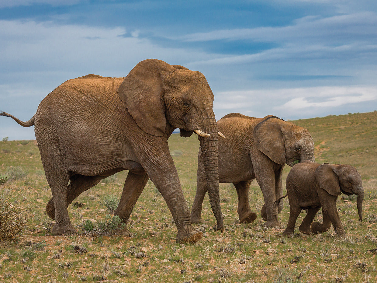 Familia de elefantes paseando Lienzo