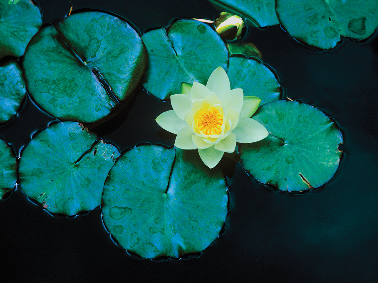 Lovely Pond Lily Pads