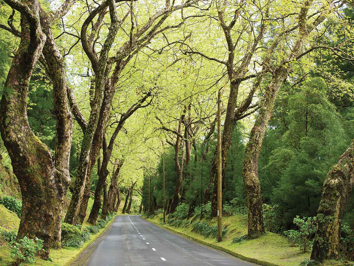Camino forestal portugués Lienzo