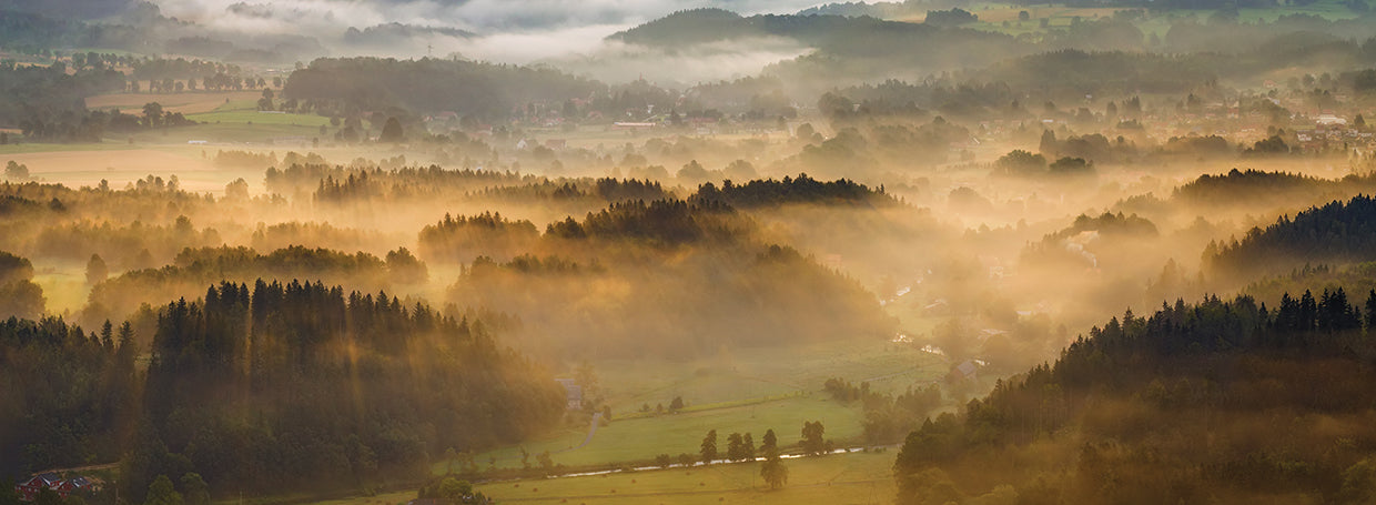 Misty Forest Polonia Lienzo