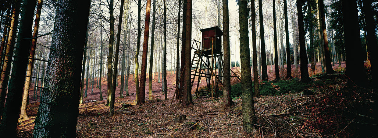 Escondite del bosque Lienzo