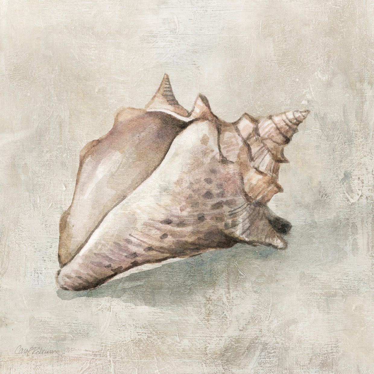 Texturas de conchas marinas II Lienzo