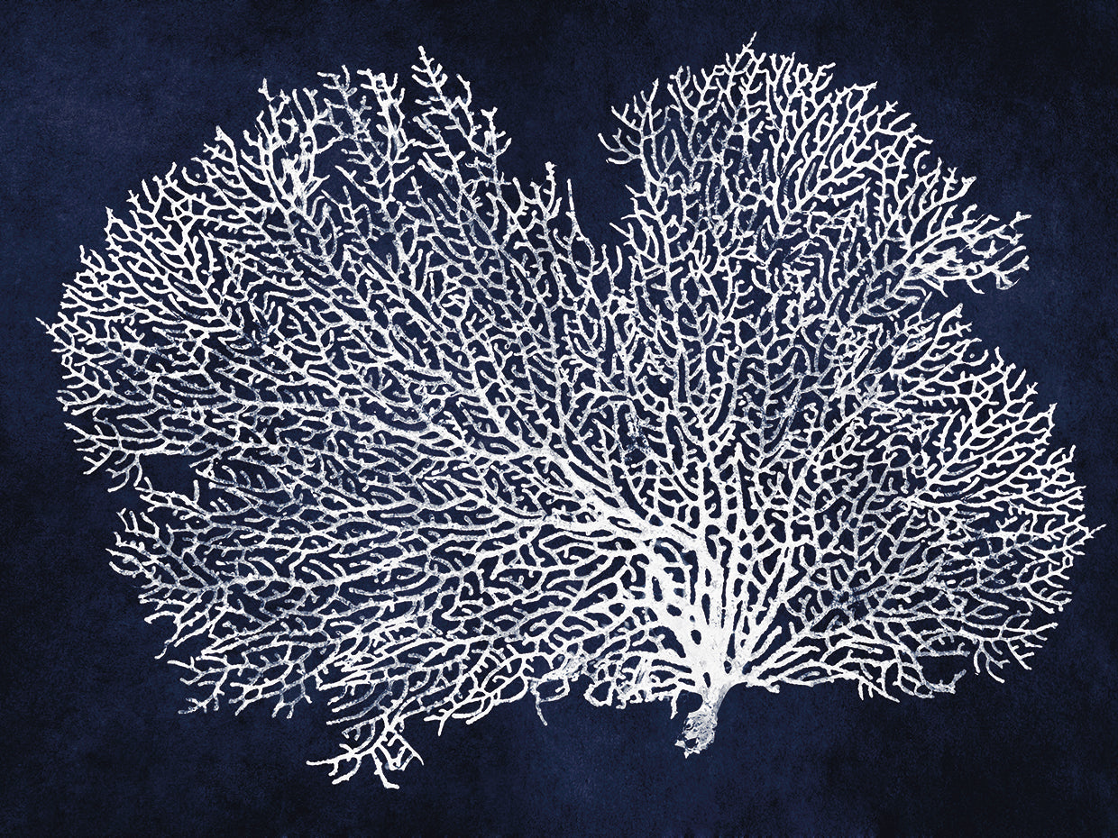 Sea Fan on Indigo Blue II