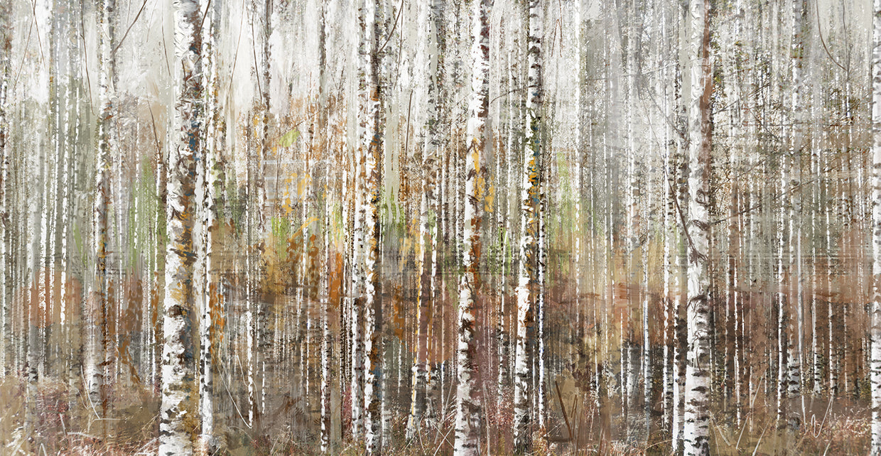 Birch Forest