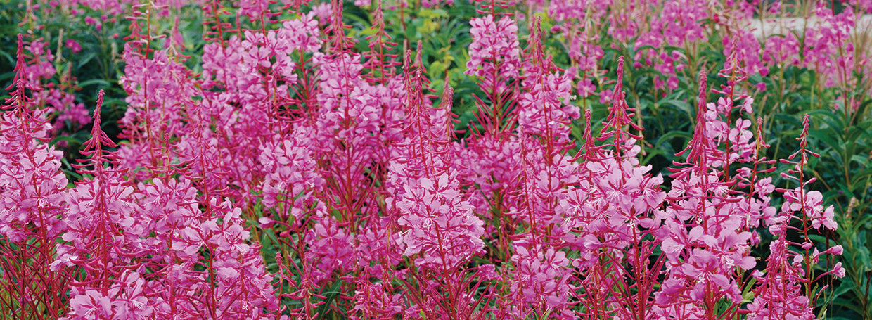 Fireweed de Alaska Lienzo