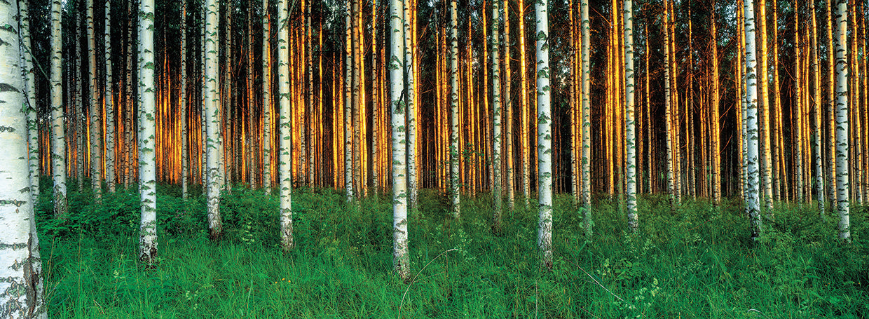 Finnish Birch Forest