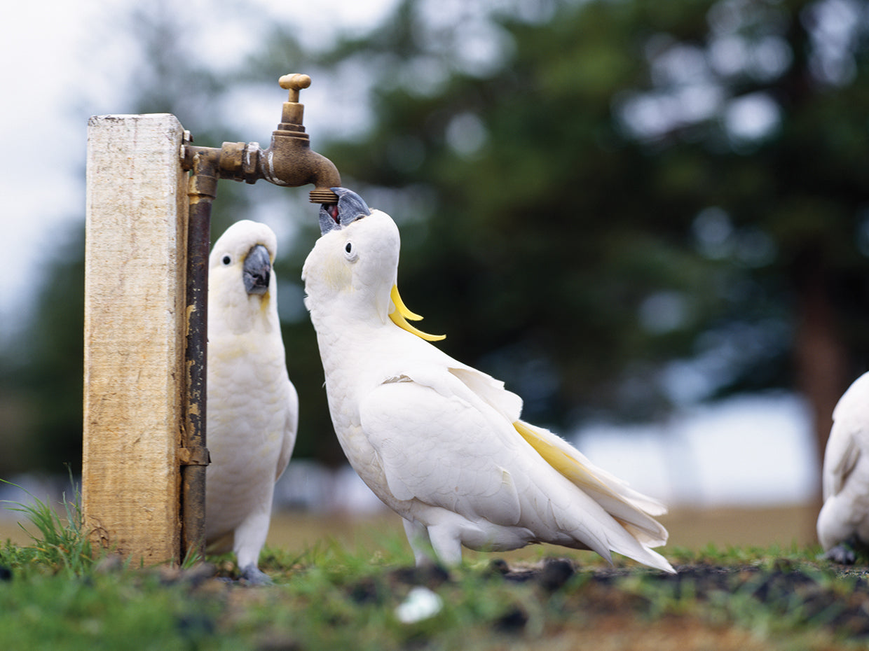 Cacatúa sedienta Lienzo