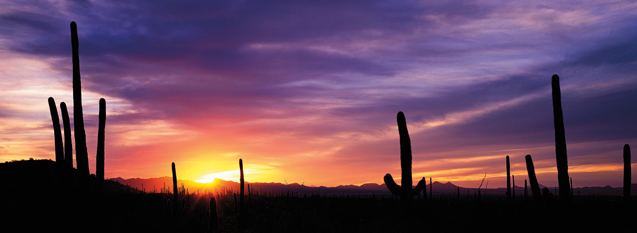 Prismatic Cactus Sunset