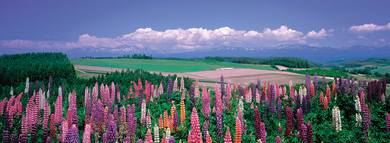 Japanese Lupines