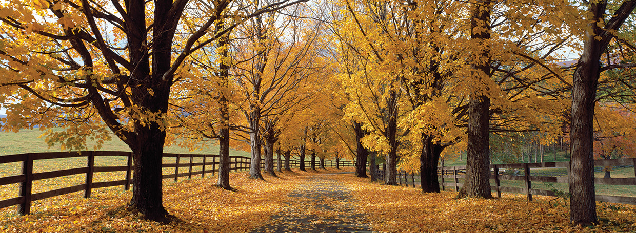 Virginia Autumn Path
