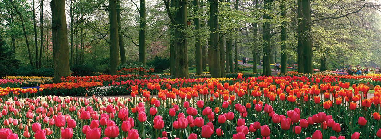 Jardín holandés de tulipanes Lienzo