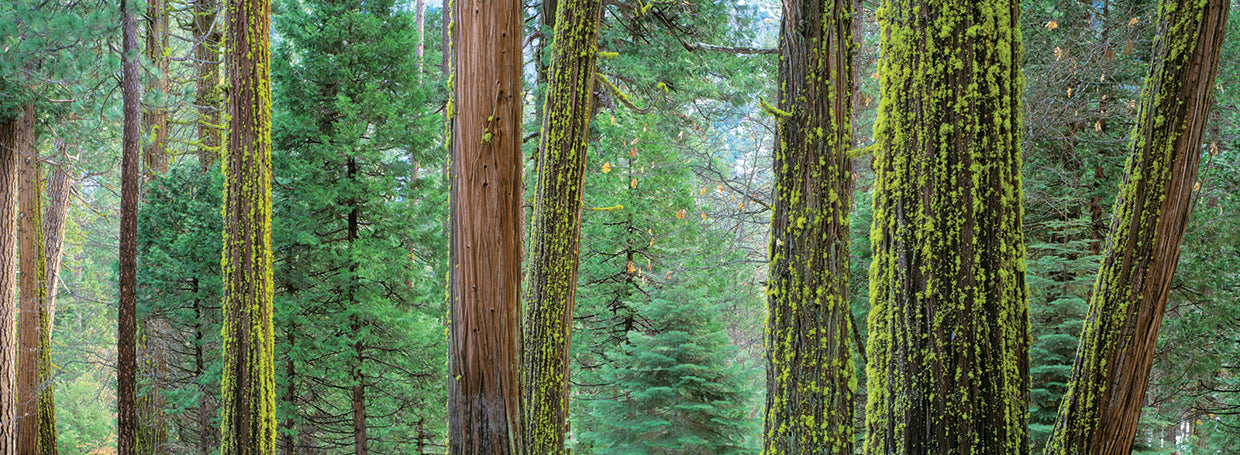 Cedros y pinos de Yosemite Lienzo
