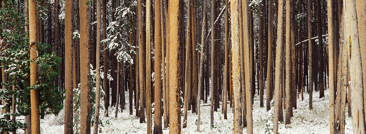 Pinos de Snow Lodgepole Lienzo