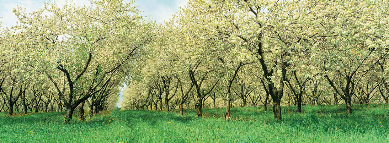 Fila del huerto de cerezos Lienzo