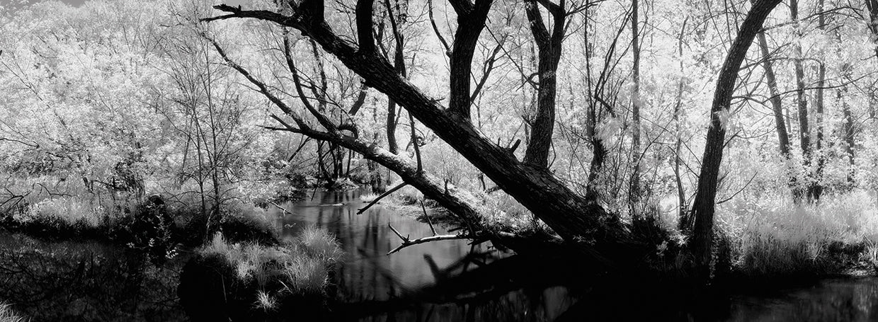 Wisconsin Wild Stream