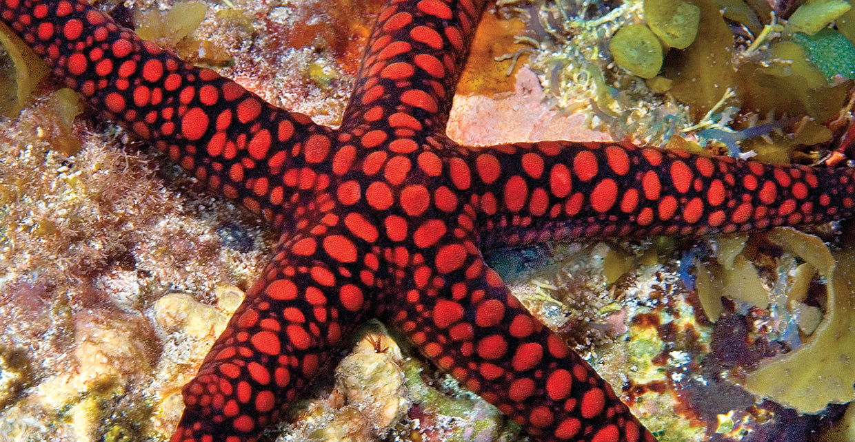 Estrella de mar roja rubí Lienzo