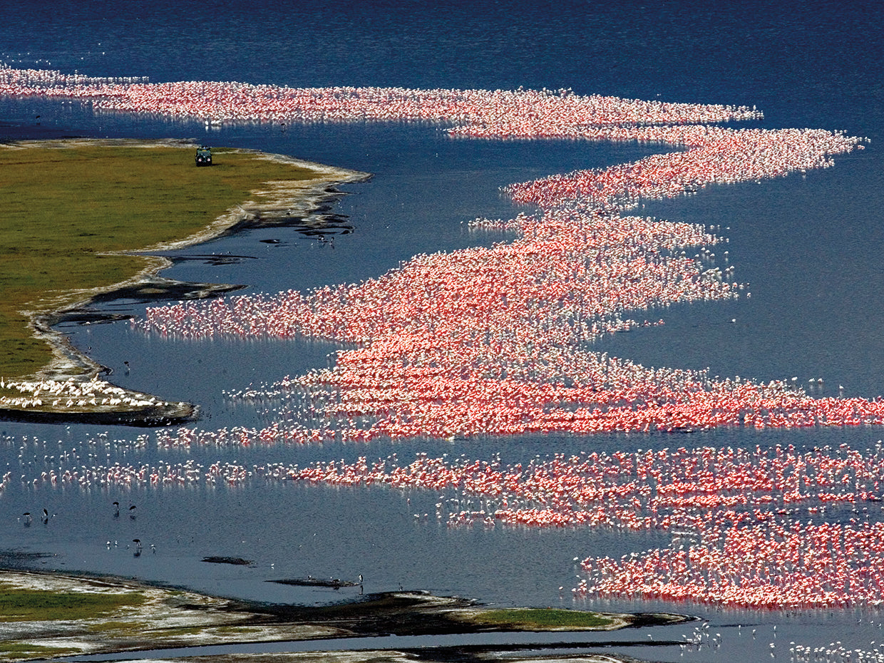 Olas rosas flamencos Lienzo