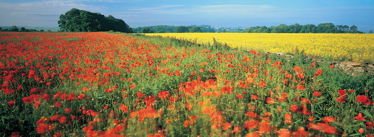 English Flower Fields