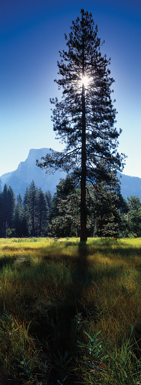 Pino soleado Yosemite Lienzo